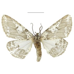 /filer/webapps/moths/media/images/P/politzari_Nothabraxas_PTF_ZSM_01.jpg