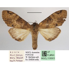 /filer/webapps/moths/media/images/V/viridipulverea_Chlorochadisra_A_MGCLa_01.JPG
