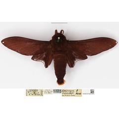 /filer/webapps/moths/media/images/P/podocarpi_Gonometa_AM_NHMUK.jpg