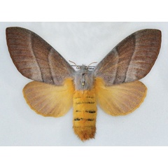 /filer/webapps/moths/media/images/B/bilinea_Cleopatrina_AF_Ihle_03.jpg