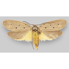 /filer/webapps/moths/media/images/R/rhomboidella_Ethmia_AF_ZMHB.jpg