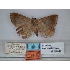 /filer/webapps/moths/media/images/C/conjuncturana_Dysgonia_HT_RMCA_02.jpg