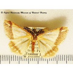 /filer/webapps/moths/media/images/P/procidata_Chiasmia_A_OUMNH_02.jpg