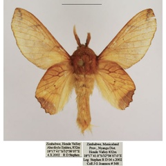 /filer/webapps/moths/media/images/S/superba_Theophasida_AM_TMSA_01.jpg