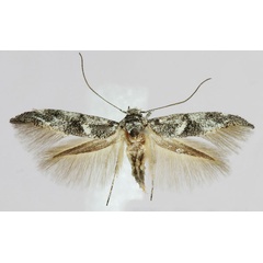 /filer/webapps/moths/media/images/A/albiangulella_Scythris_AF_ZMHB.jpg