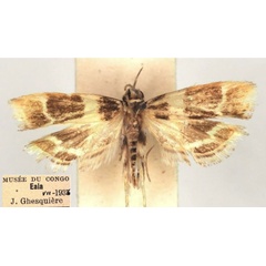 /filer/webapps/moths/media/images/G/goniotes_Dragmatucha_HT_RMCA.jpg