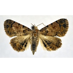 /filer/webapps/moths/media/images/M/misturata_Metachrostis_A_NHMO.jpg