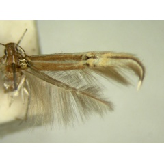 /filer/webapps/moths/media/images/M/macroglossa_Cosmopterix_HT876_TMSA_02.jpg