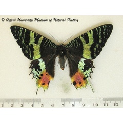 /filer/webapps/moths/media/images/R/rhipheus_Chrysiridia_A_OUMNHa_02.jpg