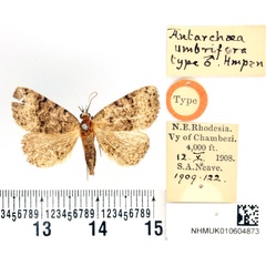 /filer/webapps/moths/media/images/U/umbrifera_Antarchaea_HT_BMNH.jpg