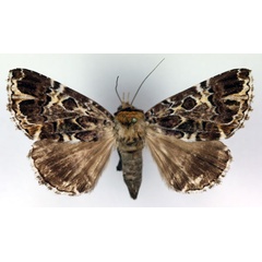 /filer/webapps/moths/media/images/C/complicata_Tolna_AF_RMCA.jpg