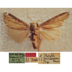 /filer/webapps/moths/media/images/P/puechredoni_Debrosania_HT_NHMB.jpg