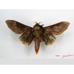 /filer/webapps/moths/media/images/R/rubroanalis_Gastroplakaeis_AM_Albertb_01.jpg
