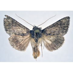 /filer/webapps/moths/media/images/G/gueneei_Plusiodonta_AM_NHMO.jpg