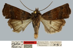 Elyptron berioi