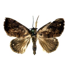 /filer/webapps/moths/media/images/D/dileuca_Metaleptina_A_RMCA.jpg