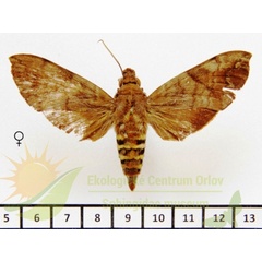 /filer/webapps/moths/media/images/L/lannini_Nephele_AF_SMCR_02.jpg