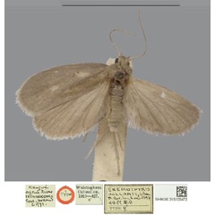 /filer/webapps/moths/media/images/H/hollandi_Eremothyris_STF_NHMUK.jpg