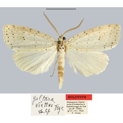 /filer/webapps/moths/media/images/V/viettei_Galtara_HT_MNHN.jpg