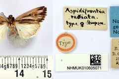Aspidifrontia radiata