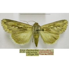 /filer/webapps/moths/media/images/A/albinotata_Centrartha_PTF_TMSA.jpg