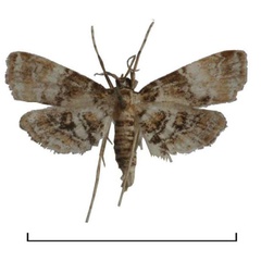 /filer/webapps/moths/media/images/M/melagynalis_Elophila_AM_Agassiz.jpg