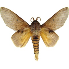 /filer/webapps/moths/media/images/G/greyi_Gastroplakaeis_AM_MCJM.jpg