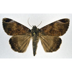 /filer/webapps/moths/media/images/T/thermopera_Achaea_A_NHMO.jpg