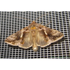 /filer/webapps/moths/media/images/C/chalcites_Chrysodeixis_A_Bippus_02.jpg