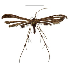 /filer/webapps/moths/media/images/M/murkwe_Titanoptilus_HT_ZMJU.jpg