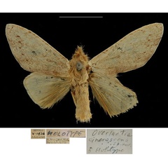 /filer/webapps/moths/media/images/G/grisescens_Overlaetia_HT_RBINSa.jpg