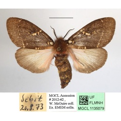 /filer/webapps/moths/media/images/M/modesta_Morasa_AF_MGCLa_02.JPG