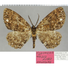 /filer/webapps/moths/media/images/N/nessa_Hypomecis_HT_ZSMa.jpg