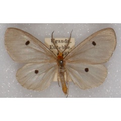 /filer/webapps/moths/media/images/D/disticta_Geodena_AM_NHMUK_02.jpg