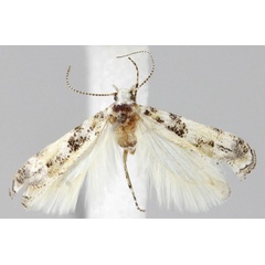 /filer/webapps/moths/media/images/A/admirabilis_Scrobipalpa_PTM_ZMHB.jpg