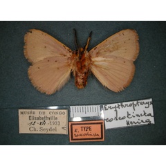 /filer/webapps/moths/media/images/R/roseotincta_Erythropteryx_HT_RMCA_02.jpg