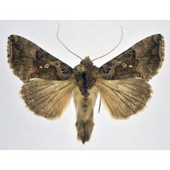 /filer/webapps/moths/media/images/S/signata_Argyrogramma_AM_NHMO.jpg