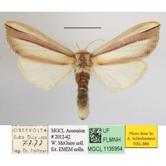 /filer/webapps/moths/media/images/V/vittata_Antheua_A_MGCLa_01.JPG