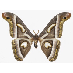 /filer/webapps/moths/media/images/I/ileshana_Epiphora_AM_Basquina.jpg