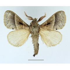 /filer/webapps/moths/media/images/M/metallicus_Bombycopsis_AM_Basquin_03.jpg
