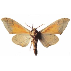 /filer/webapps/moths/media/images/P/postica_Pseudoclanis_AM_EMEM_01b.jpg
