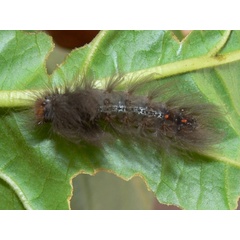 /filer/webapps/moths/media/images/M/mentiens_Crorema_C_Goff_02.jpg