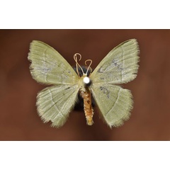 /filer/webapps/moths/media/images/A/attenuata_Chlorissa_A_Butler.jpg