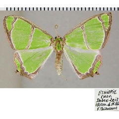 /filer/webapps/moths/media/images/A/albimarginata_Paragathia_AF_ZSM.jpg