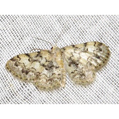 /filer/webapps/moths/media/images/F/fumilinea_Idaea_A_Braun.jpg