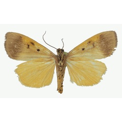 /filer/webapps/moths/media/images/A/aganais_Digama_AM_Basquinb.jpg