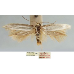 /filer/webapps/moths/media/images/C/calciflua_Scythris_LT_TMSA_sOBwmzg.jpg