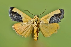 Emmelia guttifera