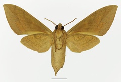 /filer/webapps/moths/media/images/T/tessmanni_Theretra_AF_Basquinb.jpg
