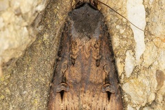 Agrotis ipsilon